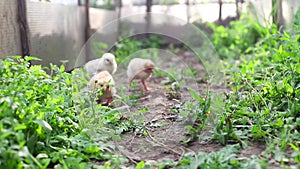 Three little chicken chicks hen walk and peck green grass in greenhouse in spring. Small yelloy white domestic farm chicken chicks