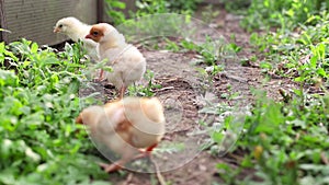 Three little chicken chicks hen walk and peck green grass in greenhouse in spring. Small yelloy white domestic farm chicken chicks