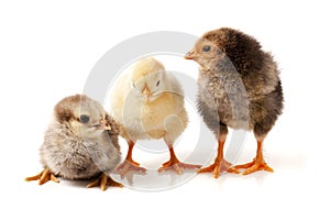 Three little chicken isolated on white background