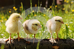 Three little chickens in the grass, a newborn bird