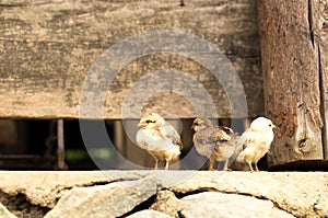 Three little chicks in countryside