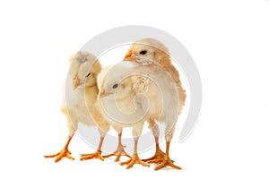 Three little chicks in front of white background