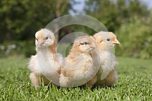 Three little chicks in the grass