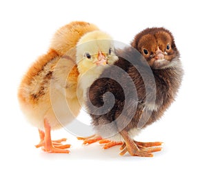 Three little chicks
