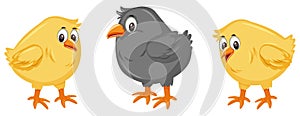 Three little chicks on white background