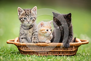 Three little colorful kittens are curiously sitting in the brown basket in the garden