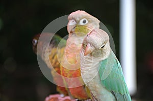 Three little colorful parrots perched on a branch at a park