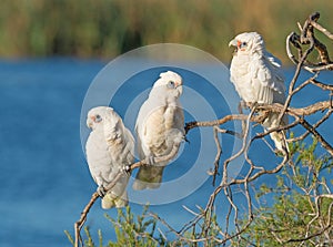 Three Little Corellas on a Branch