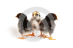 Three little cute chicks in front of white background