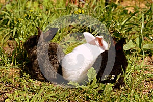 Three little cute rabbits of white, gray and black color on the green grass in the yard of the farm on a sunny day. Retro style