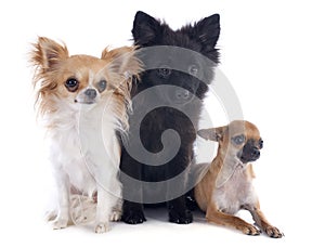 Three little dogs