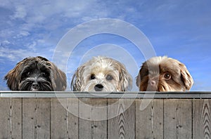 Three little dogs behind a fence observing the surroundings