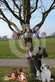 Three little dogs inspect the wish tree