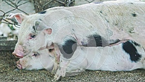 Three little domestic pigs with spots play in small group