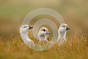Three little duck. White bird with long neck. White goose in the grass. White bird in the green grass. Goose in the grass. Wild wh