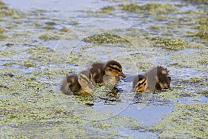 Three Little Ducklings