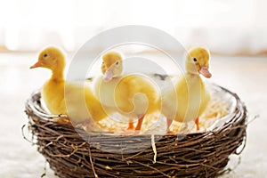 Three little ducklings in a nest, image