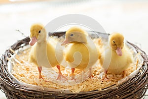 Three little ducklings in a nest, image