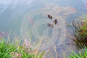 Three little ducklings swim in an overgrown pond on sunny summer afternoon. Copy space, place for text