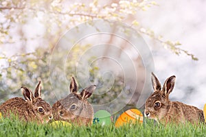 Three little Easter bunnies with Easter eggs on a green meadow