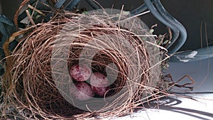 Three little eggs in a bird nest