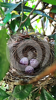 Sparrow eggs