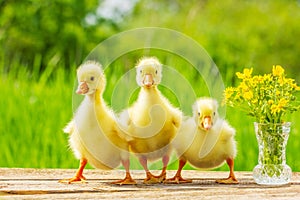 Three little fluffy yellow Gosling on nature background