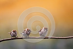 Three little funny bird sparrows sitting on a branch in the Sunny warm summer garden