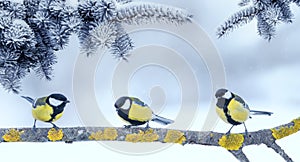 Three little funny bright beautiful bird Tits sitting under fir branches in winter new year Park photo