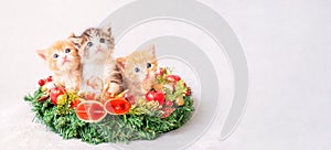Three little funny red and gray kittens peek out from Christmas wreath on a light background