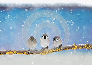 Three little funny Sparrow birds are sitting in the winter holiday new year Park under the snowfall