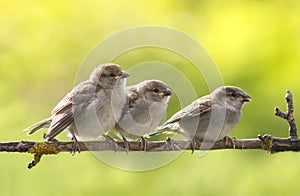 Three little funny yellow-mouthed Sparrow Chicks sit on a branch in a summer Sunny garden