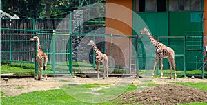 Three little giraffes at the zoo