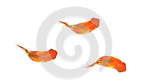 Three little goldfish