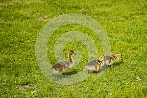 Three Little Goslings Exploring the Grass