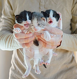 Three little kitten meowing in male hands