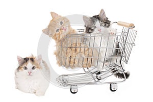 Three little kitten in a shopping baket