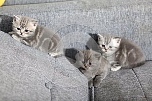 Three little kittens