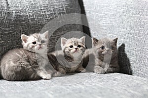 Three little kittens