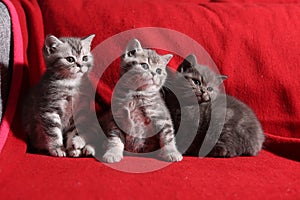 Three little kittens