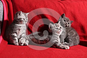 Three little kittens