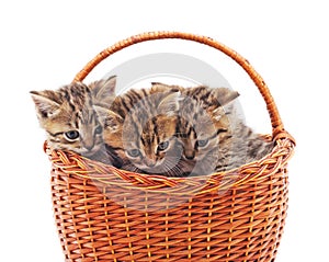 Three little kittens in the basket.