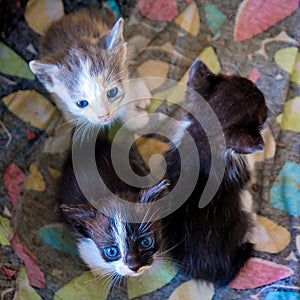 Three little kittens close-up. Top view