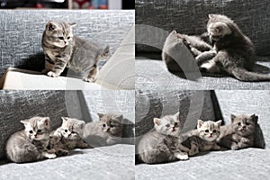 Three little kittens, multicam, grid 2x2 screen