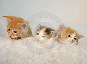 Three little kittens peeking out of a white fluffy chair