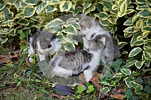 three little kittens are playing