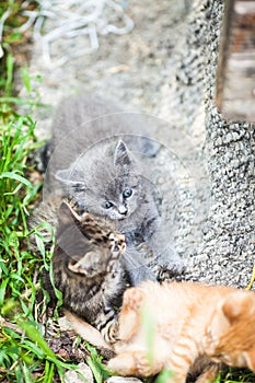 Three little kittens playing in a grass