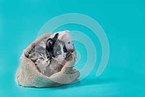 Three kittens in a sack on a turquoise background
