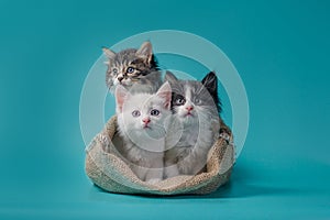 Three kittens in a sack on a turquoise background
