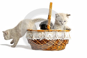 Three little kittens are sitting in a basket. Isolated on a white background